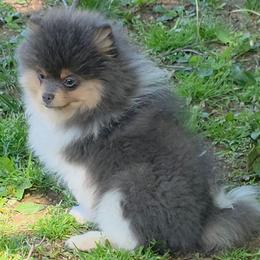 AKC Blue tri-color parti 2750 - Blue parti male Pomeranian puppy in Gloversville, New York from ADKPOM Adirondack Pomeranians