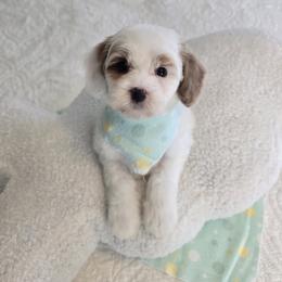Benton - 2 lbs - Parti male Goldendoodle puppy in Floyd, Virginia from Hearts and Paws Poodles and Doodles