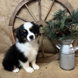 Rowan - Black tri male Miniature American Shepherd puppy in Cowlitz County, Washington from Pleasant Woods Miniature American Shepherds