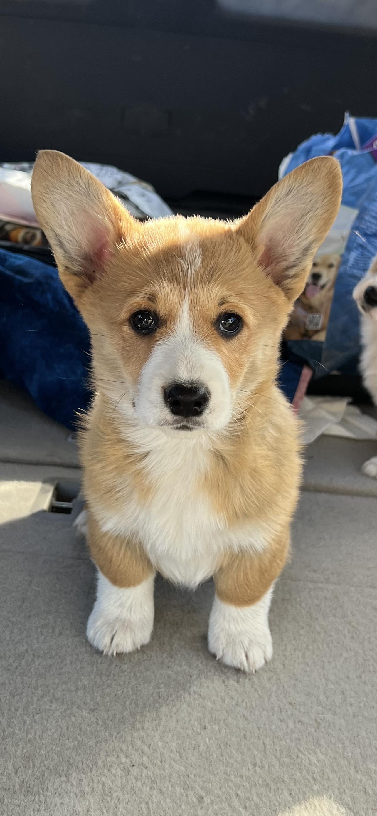 American Corgis, Dachshunds, Miniature Schnauzers, and Pembroke Welsh Corgis from Johnson Family Corgis and more