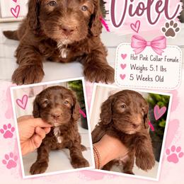 Violet - Hot Pink - Brown and white female Bernedoodle puppy in Winfield, Alabama from Rose Lane Doodles