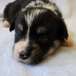 Brody - Black and tan male Pembroke Welsh Corgi puppy in Madera, California from RRR Corgis