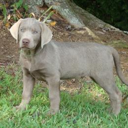 Dilute Retrievers from Ellendale Labradors
