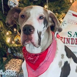 Great Danes from Majestic Danes