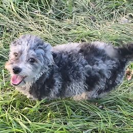 Brewen - Merle male Maltipoo puppy in Lebanon, Kentucky from Mosaic Merle Doodles