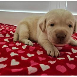 Purple Girl - Yellow female Labrador Retriever puppy in Elk Grove, California from Labrador Trails