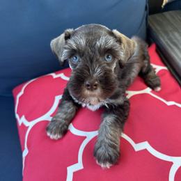 Archie - Liver male Miniature Schnauzer puppy in Canyon Lake, Texas from Chambers Schnauzers