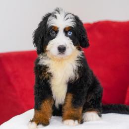Oreo - Tri-color male Bernedoodle puppy in Dundee, Ohio from Down Home Doodle