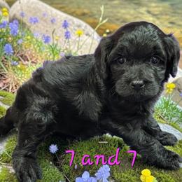 7 and 7 - Black and white female Aussiedoodle puppy in Boonville, North Carolina from Branch Creek kennels