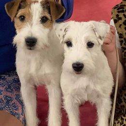 Australian Shepherds and Parson Russell Terriers from Zoolo Kennels
