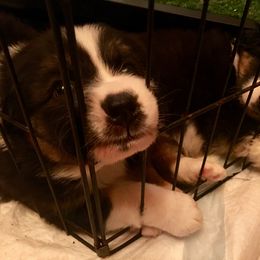 Australian Shepherd and Collie Puppies from Nicara kennel