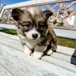 Cosmo (Fluffy) - Sable male Pembroke Welsh Corgi puppy in Pahrump, Nevada from Desert Sunset Pembroke Welsh Corgis