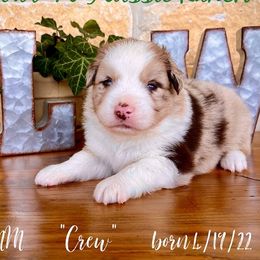 Australian Shepherd and Miniature Australian Shepherd Puppies from L Bar W Aussie Ranch