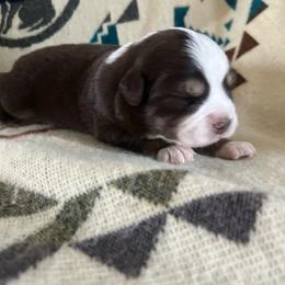 Rachel - Red tri female Miniature Australian Shepherd puppy in Bethany, Illinois from Rachel at Marrowbone Creek Aussies