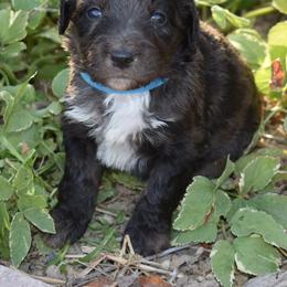 Blue Collar Male - Blue merle male Aussiedoodle puppy in Parma, Idaho from Arena Valley Acres