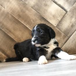 Oreo - Black and white female Aussiedoodle puppy in Vallejo, California from Well Rooted Doodles