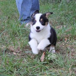 Pembroke Welsh Corgi Puppies from Pembrokes of Walnut Creek