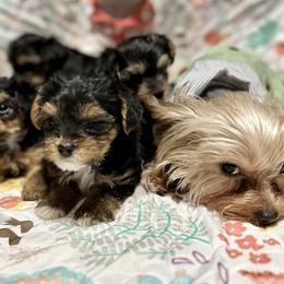 Shih Tzu and Yorkshire Terrier All Grown Up from Empire Yorkies