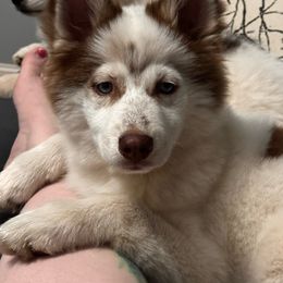 Butterscotch - Red and white Pomsky puppy in Bolingbrook, Illinois from Angel's Creek Pomskies