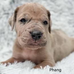 Phang - Merle female Great Dane puppy in Sac City, Iowa from Northern Great Danes of Colorado & Iowa