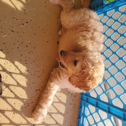 Goldendoodle Puppies from Americana Paws
