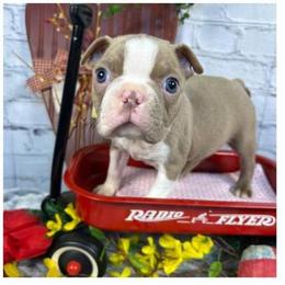 Lilac Boy - Lilac male Boston Terrier puppy in Anderson, South Carolina from Lola’s House of Bostons & Rescue