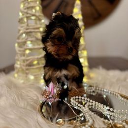 Jasper (Mini Shop and Hocus Pocus Lineage) - Black and tan male Yorkshire Terrier puppy in Pittsburg, California from Crystal Garden Yorkies