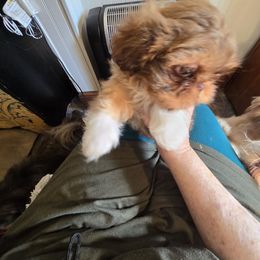 Baby Carmel - Liver and white male Shih Tzu puppy in Roanoke, Virginia from Adeline Joys Shih tzus of Roanoke Virginia