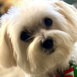 Cavapoochons, Maltese, Maltipoos, Morkies, Yorkipoos, and Yorkshire Terriers from MC Kennels