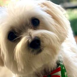 Cavapoochons, Maltese, Maltipoos, Morkies, Yorkipoos, and Yorkshire Terriers from MC Kennels