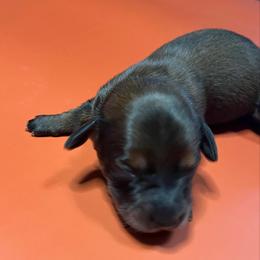 Yellow collar - Chocolate and tan female Dachshund puppy in Paradise, Texas from Cap Ranch Miniature Dachshunds
