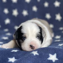 Jasper - Blue merle male Miniature Australian Shepherd puppy in Wesley Chapel, Florida from August Oaks Aussies