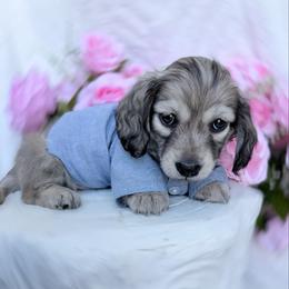 Zeek - Cream male Dachshund puppy in Richmond, Virginia from Irresistible Dachshunds & Cavaliers