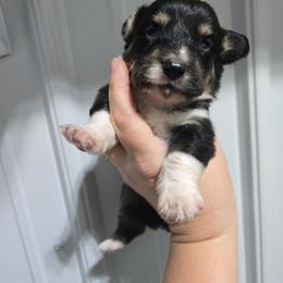 3 - Black and tan male Pembroke Welsh Corgi puppy in Necedah, Wisconsin from The 6Ks Paws and Hobbies