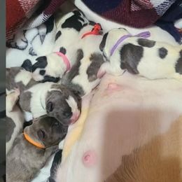 French Bulldog Puppies from Friendly Acres French Bulldogs