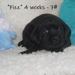 Dilute Retriever and Labrador Retriever Puppies from Rainy Lake Labrador Retrievers