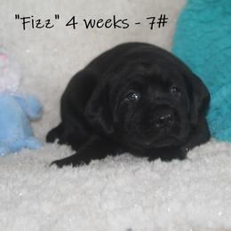 Dilute Retriever and Labrador Retriever Puppies from Rainy Lake Labrador Retrievers