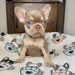 Sabrina - Tricolors female French Bulldog puppy in Colorado Springs, Colorado from Sun Mountain Frenchies