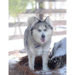 Zoey - Pomsky