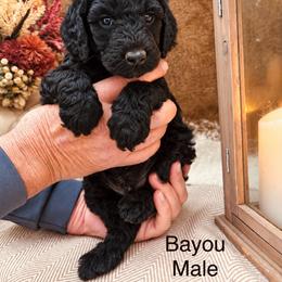 Bayou - Black male Poodle puppy in Woodleaf, North Carolina from Circle T Ranch K9s