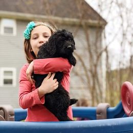 Labradoodle Puppies from Deuce's Doodles