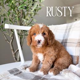 Rusty - Red male Bernedoodle puppy in South Jordan, Utah from Wonderful World Doodles