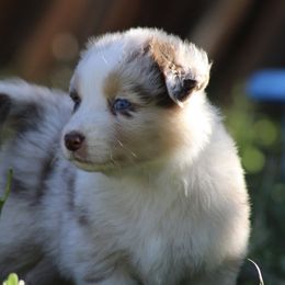 River - Red merle female Australian Shepherd puppy in Ceres, California from Knight's Aussies