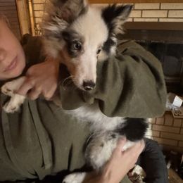 Rooster - Shetland Sheepdog