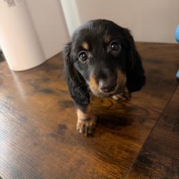 Wallen - Black and tan male Dachshund puppy in Brunswick, Georgia from Teenie Tiny Dachshunds