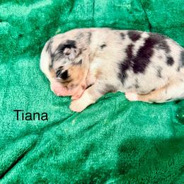 Tiana - Blue merle female Australian Shepherd puppy in Vernal, Utah from Dancing M Kennels