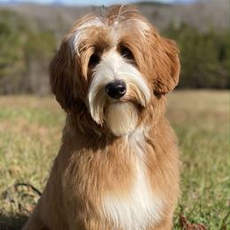 Charles - Goldendoodle