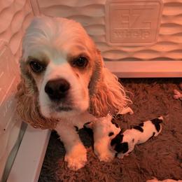 Julip - Cocker Spaniel