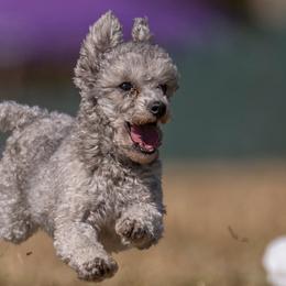 Poodles from G8rcreek Poodles