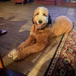 Bernedoodle All Grown Up from Backwoods Bernedoodles